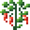 Chili Pepper plant, fully grown