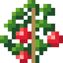Tomato plant, fully grown