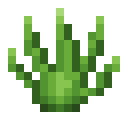 Grass
