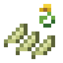 Cucumber Seeds